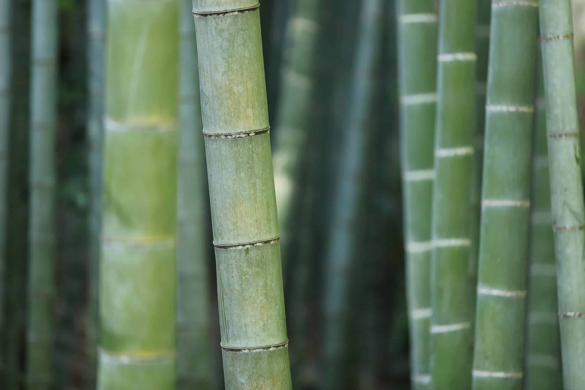 La resiliencia del Bambú